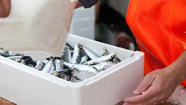 food cold chain, seafood shipment temperature, 2-5C temperature monitoring